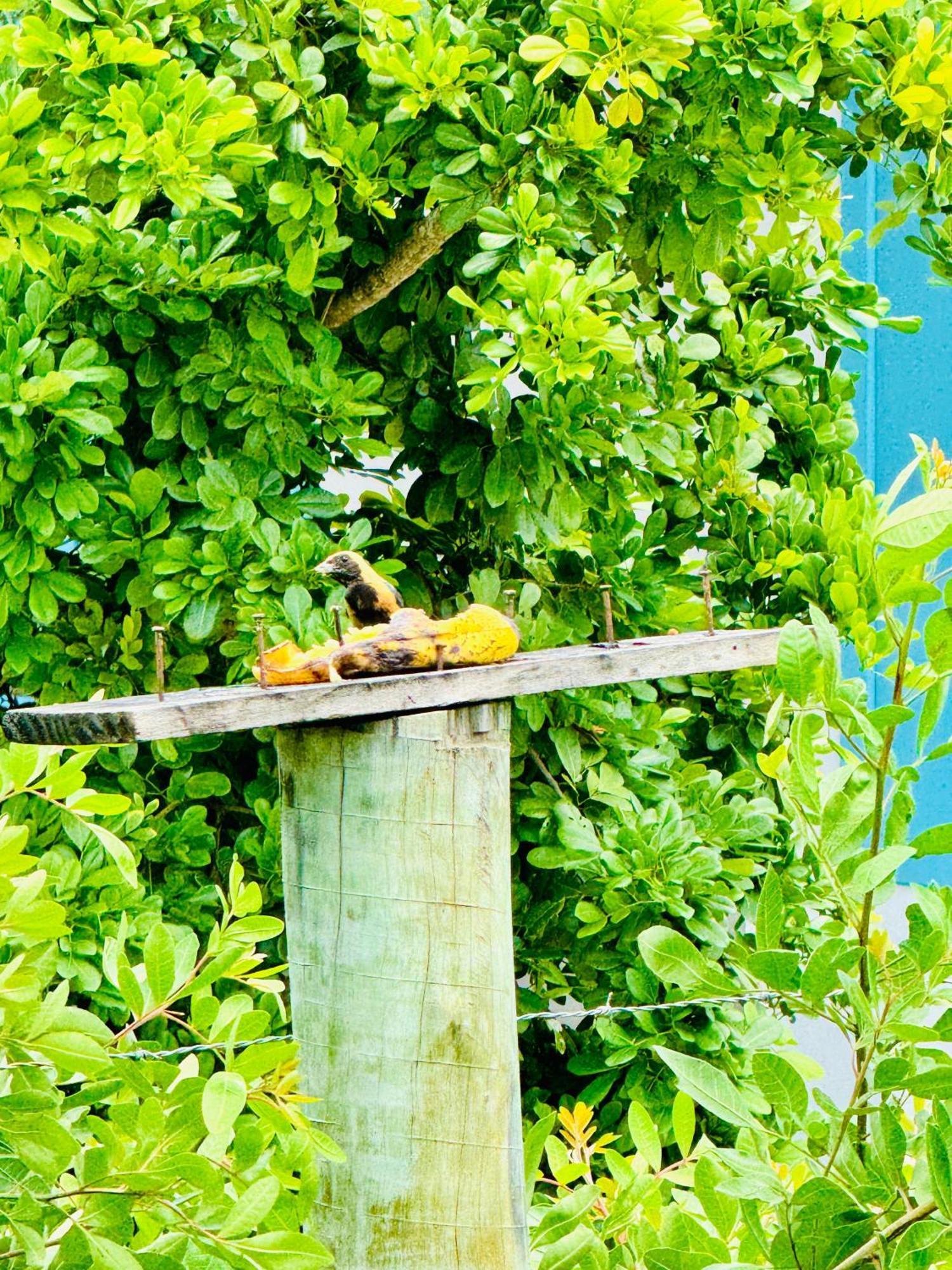 Hospedaria Hibisco Xando - Caraíva Exteriör bild